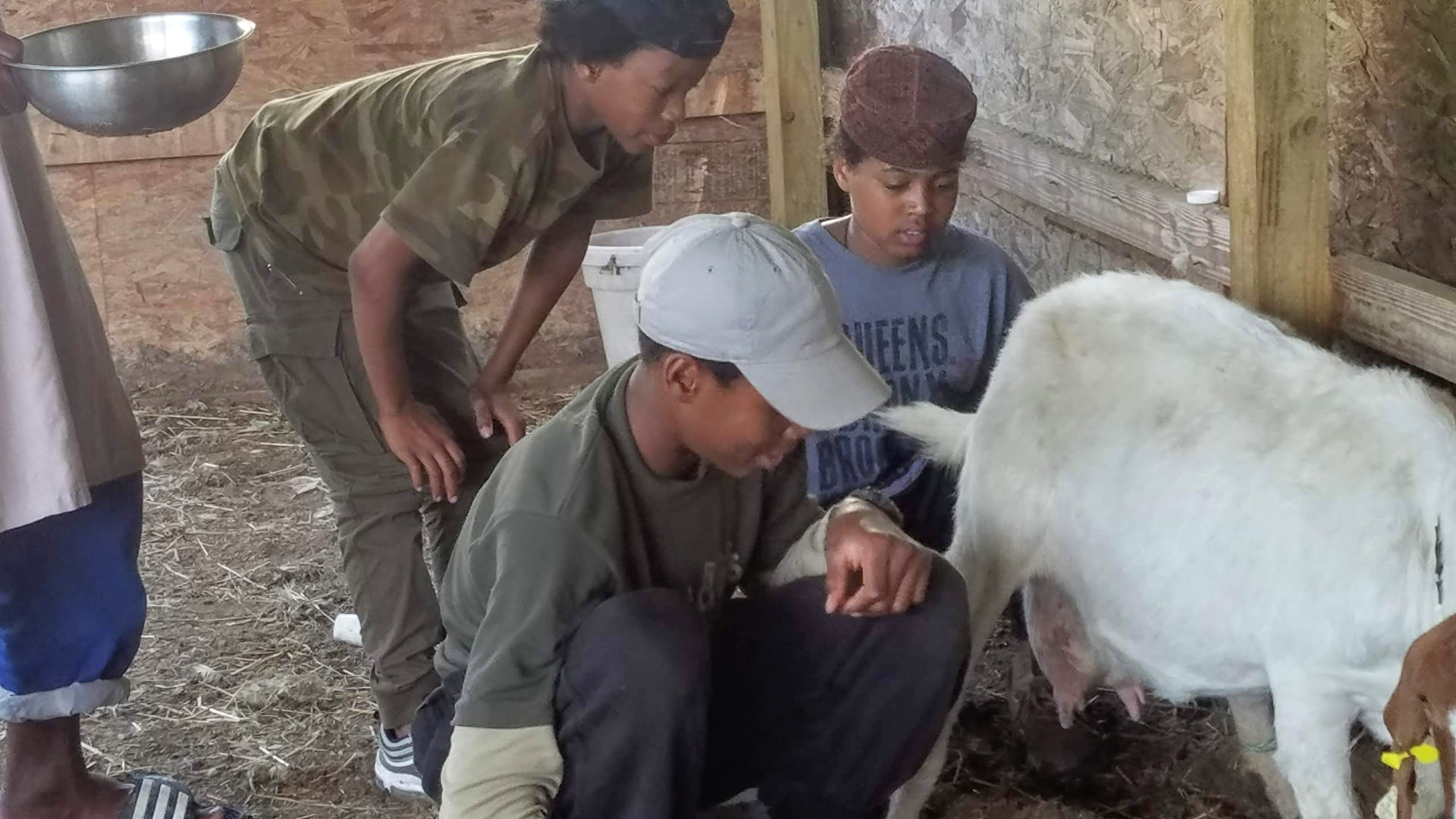 Scouts learning to milk a goat inside the camp barn